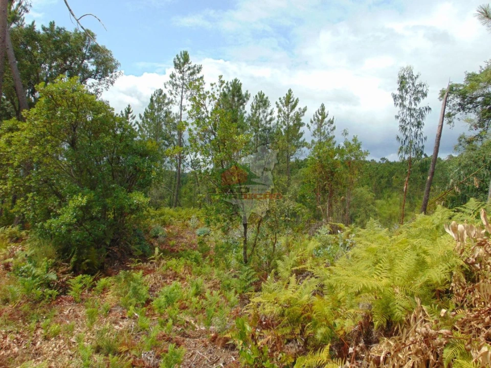 Terreno para Venda em Sertã Foto 2