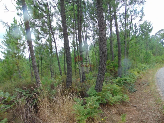 Terreno para Venda em Sertã Foto 2