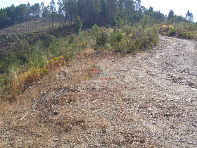 Terreno para Venda em Sertã Foto 7