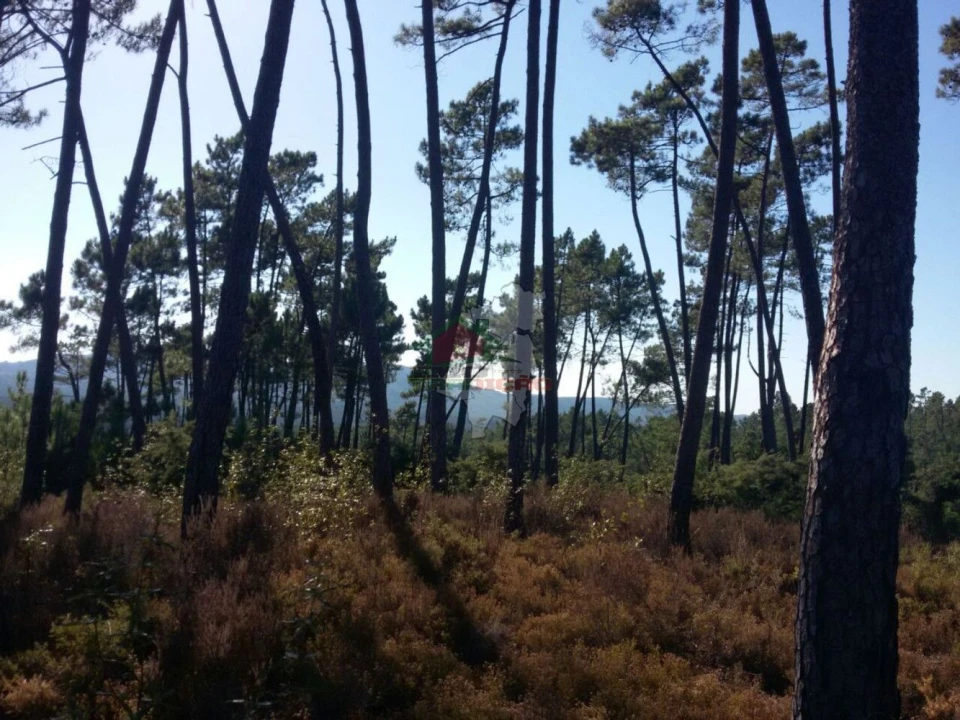 Terreno para Venda em São João do Peso Foto 3