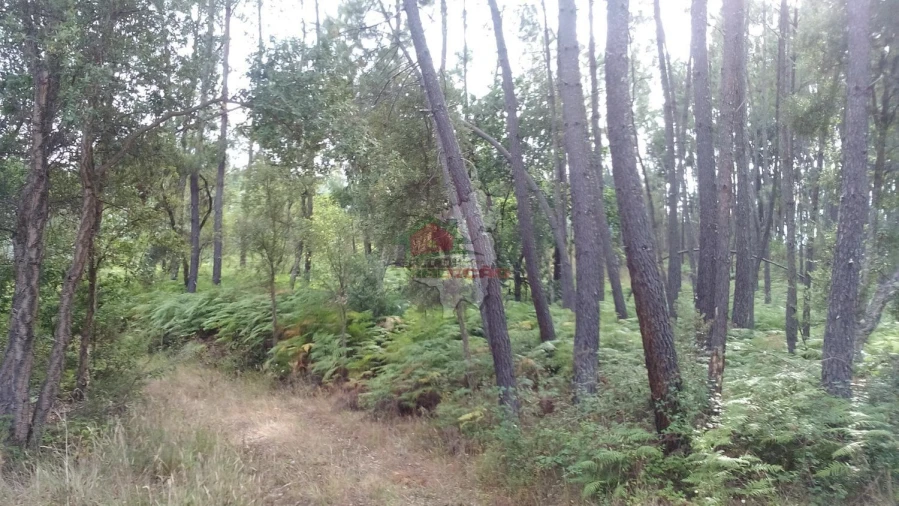 Terreno para Venda em Sertã Foto 2