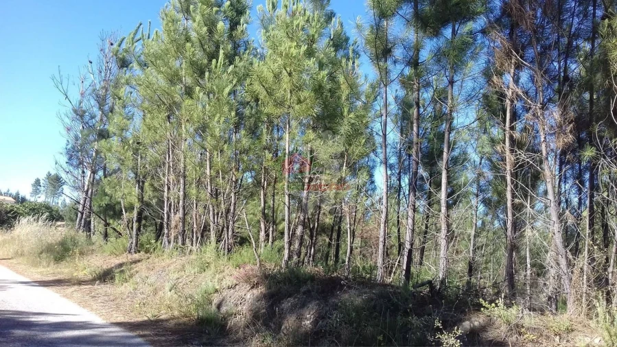 Terreno para Venda em Cernache do Bonjardim, Nesperal e Palhais Foto 4