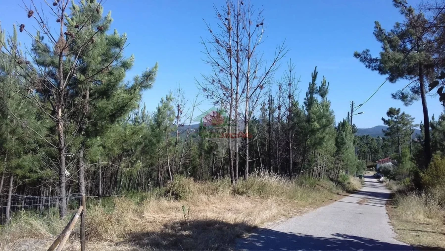 Terreno para Venda em Cernache do Bonjardim, Nesperal e Palhais Foto 3