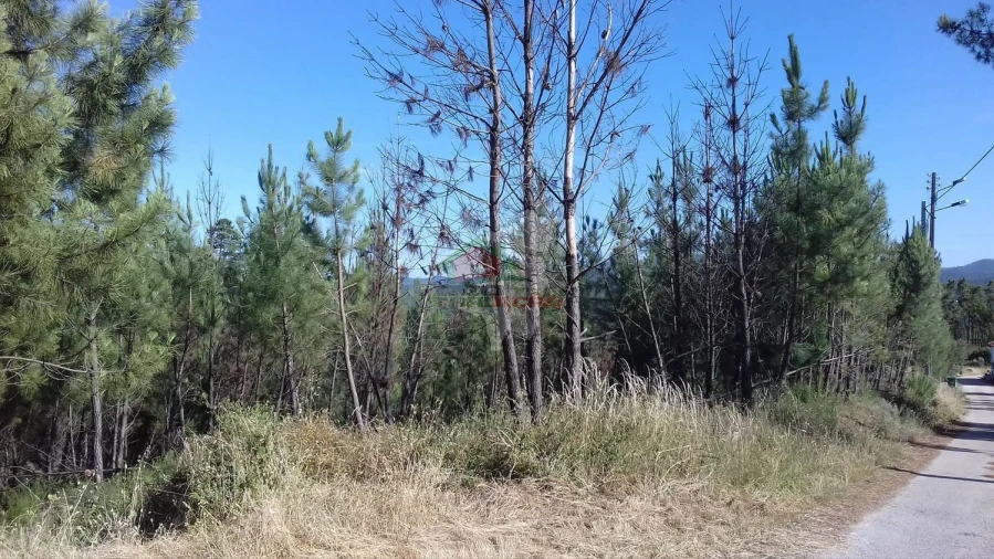 Terreno para Venda em Cernache do Bonjardim, Nesperal e Palhais