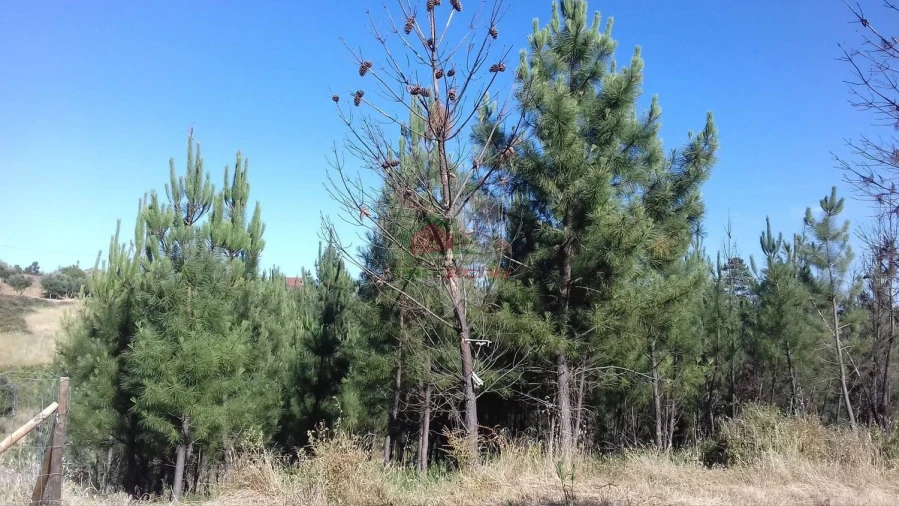 Terreno para Venda em Cernache do Bonjardim, Nesperal e Palhais Foto 2