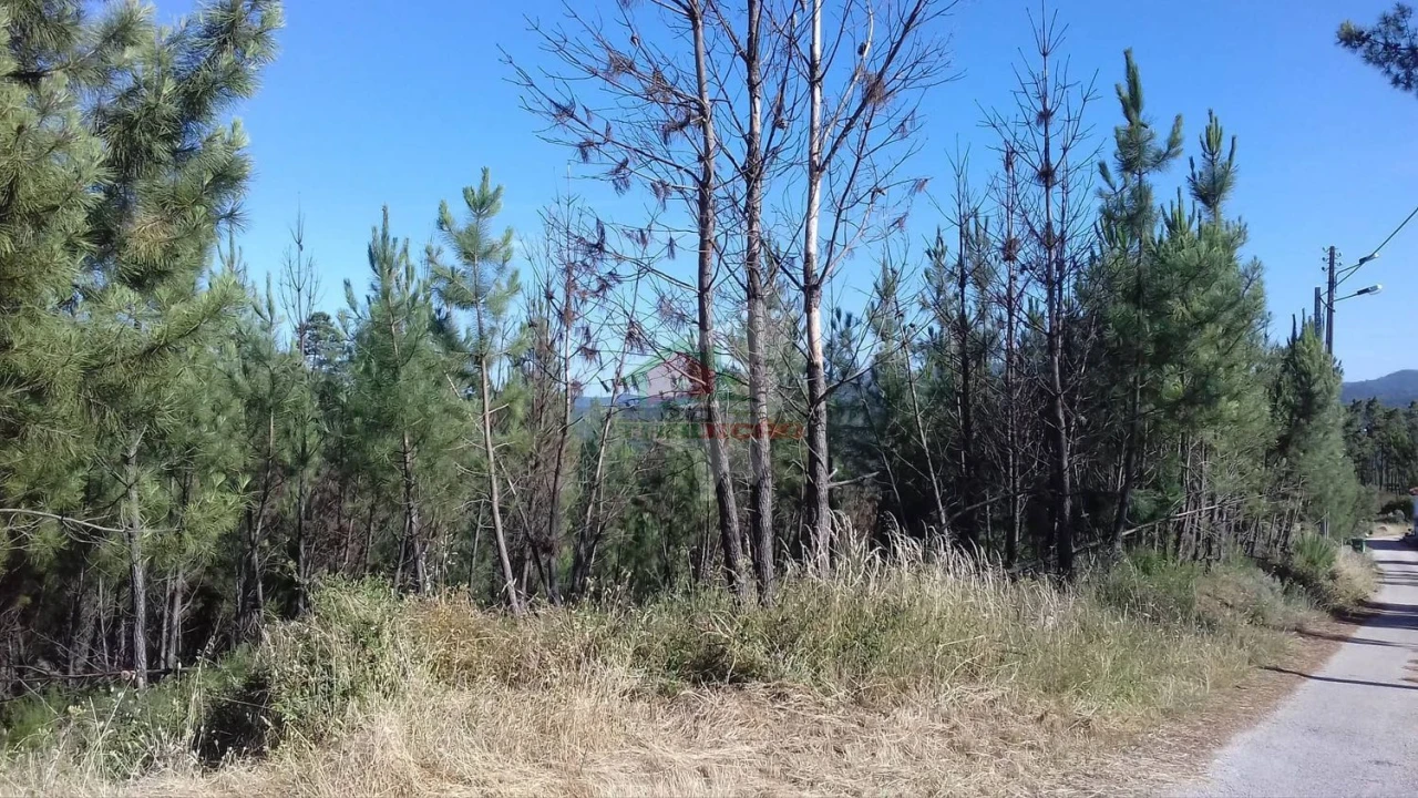 Terreno para Venda em Cernache do Bonjardim, Nesperal e Palhais Foto 1