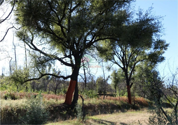 Terreno para Venda em Madeirã Foto 23