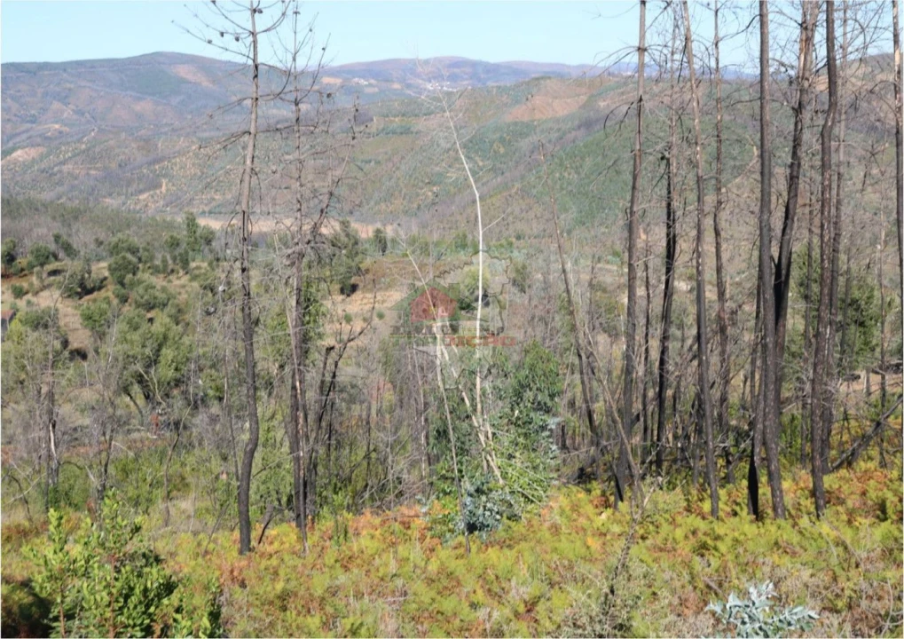 Terreno para Venda em Madeirã Foto 14
