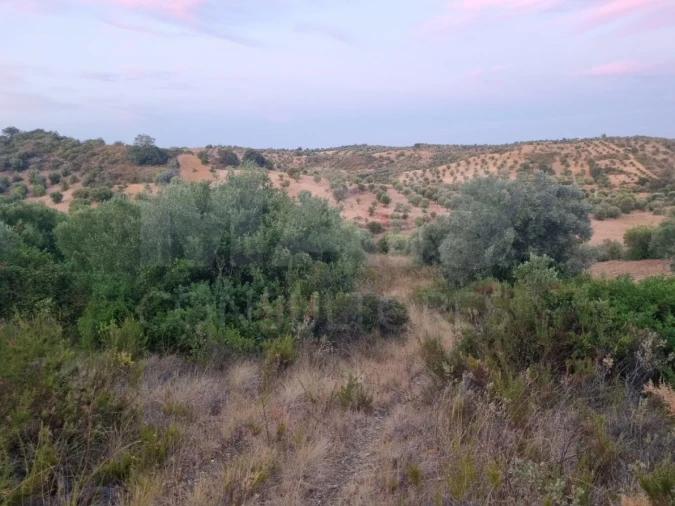 Terreno para Venda em Torres Novas (São Pedro), Lapas e Ribeira Branca Foto 3