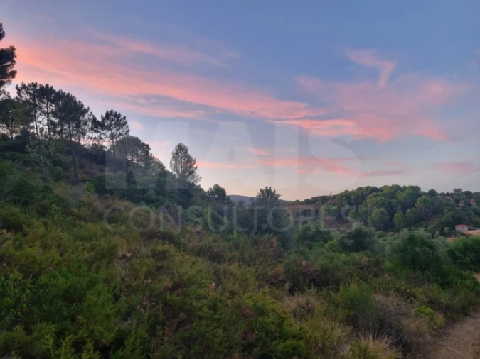 Terreno para Venda em Torres Novas (São Pedro), Lapas e Ribeira Branca Foto 4