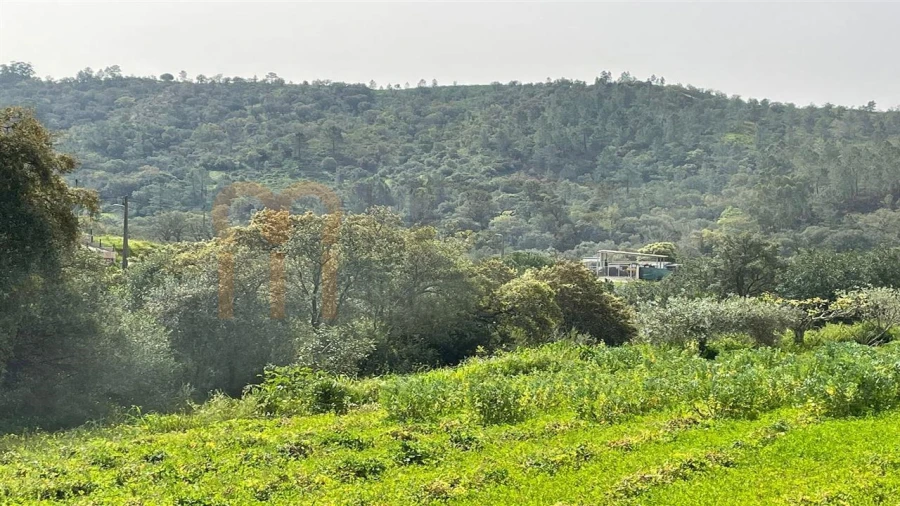 Terreno Agricola ou Rústico para Venda em Querença, Tôr e Benafim Foto 3