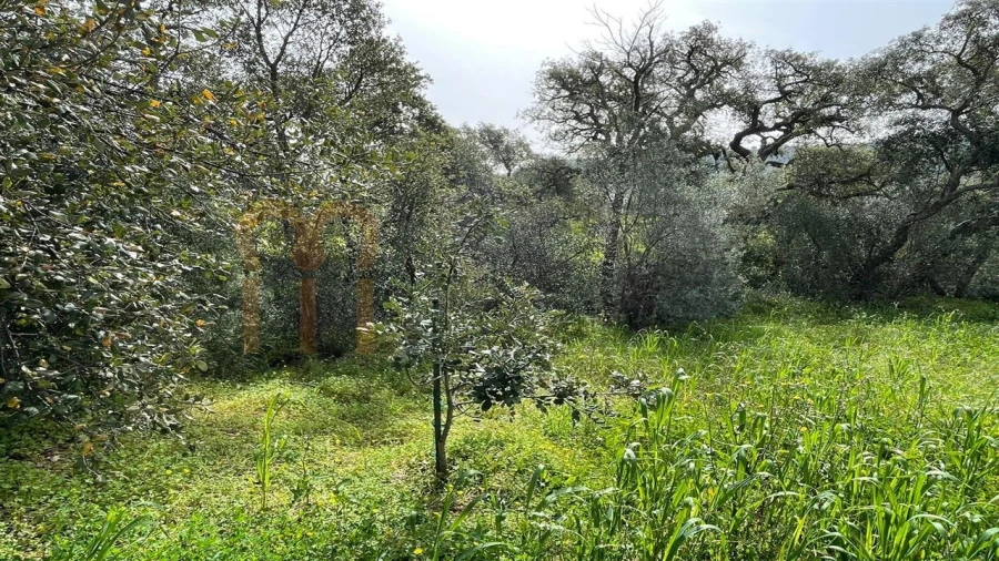Terreno Agricola ou Rústico para Venda em Querença, Tôr e Benafim Foto 4