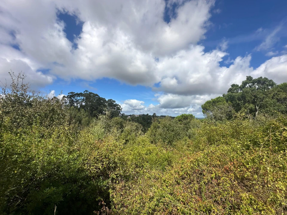 Terreno para Venda em Eiras e São Paulo de Frades Foto 3