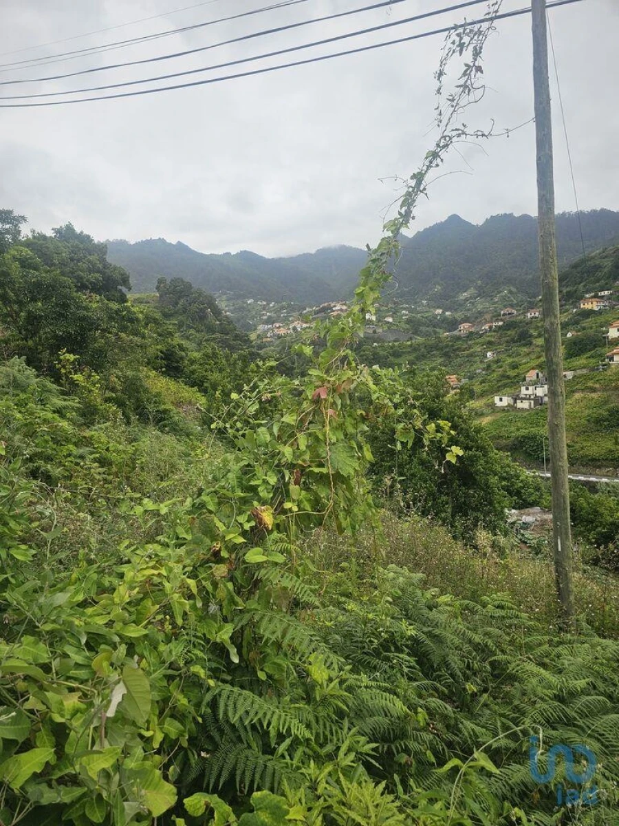 Terreno para Venda em Porto da Cruz Foto 8