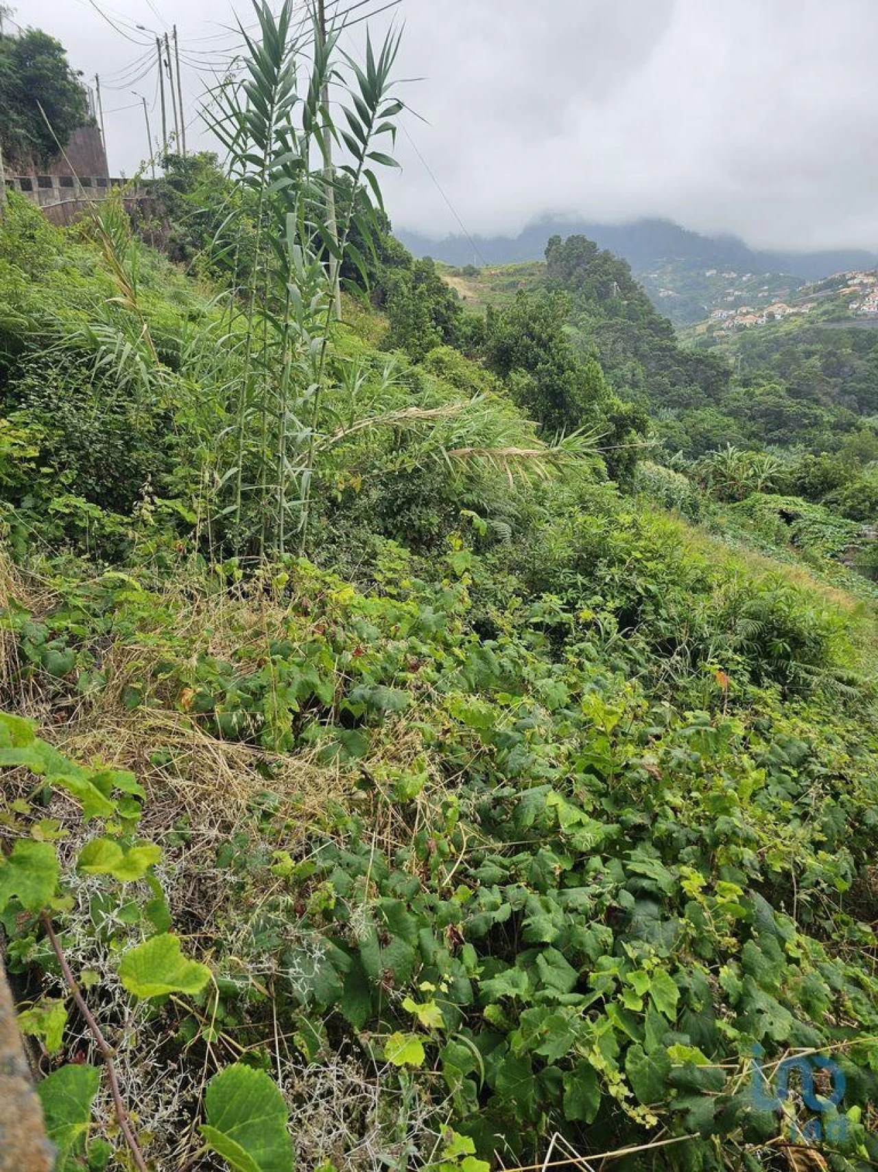 Terreno para Venda em Porto da Cruz Foto 11