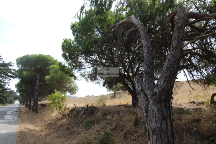 Terreno para Venda em Bordeira Foto 8