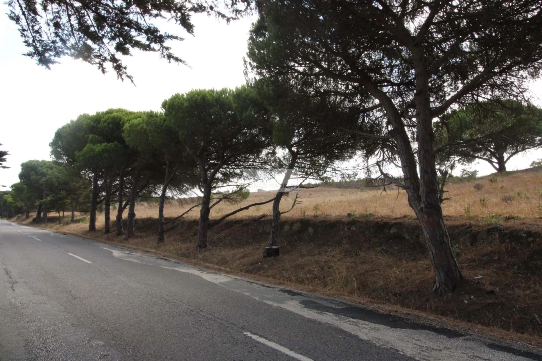 Terreno para Venda em Bordeira Foto 4
