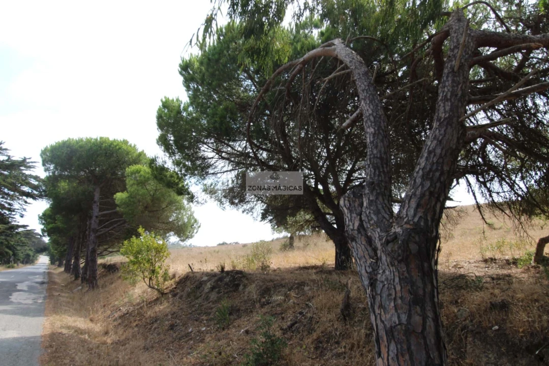 Terreno para Venda em Bordeira Foto 8