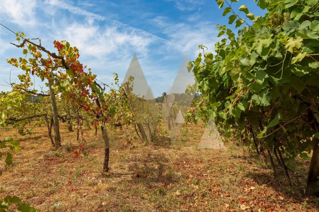 Moradia T5 para Venda em Ardegão, Freixo e Mato Foto 19