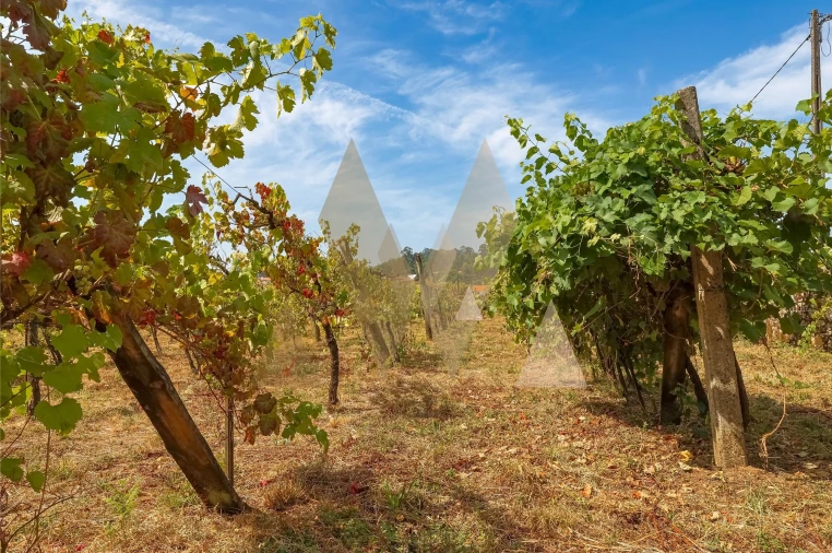 Quinta T5 para Venda em Ardegão, Freixo e Mato Foto 18