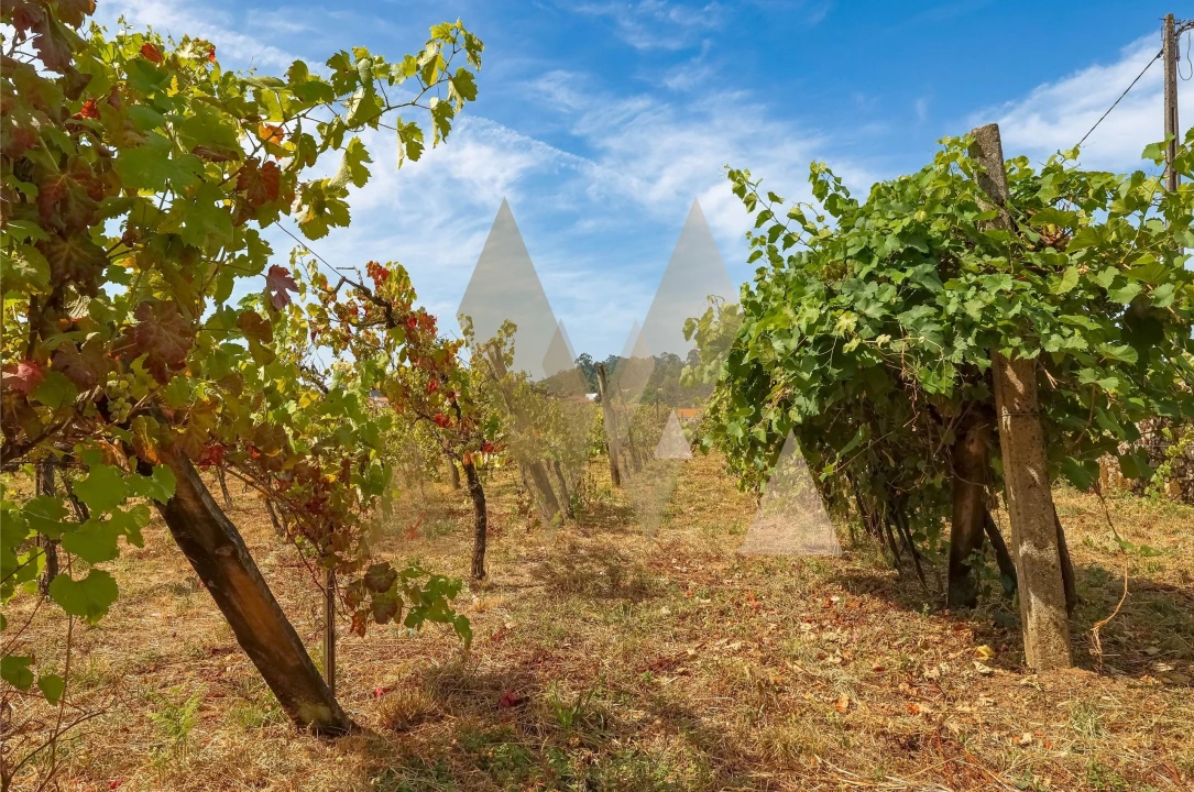 Moradia T5 para Venda em Ardegão, Freixo e Mato Foto 18