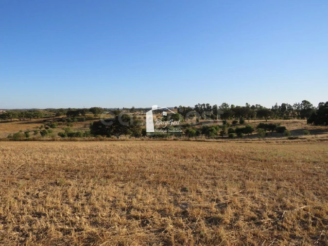 Terreno Agricola ou Rústico para Venda em Ourique Foto 7