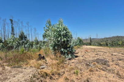 Terreno para Venda em Caranguejeira