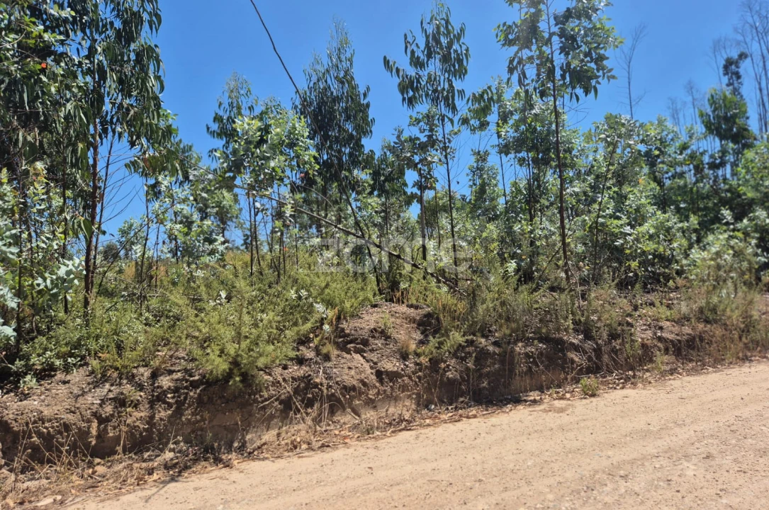 Terreno para Venda em Caranguejeira Foto 11