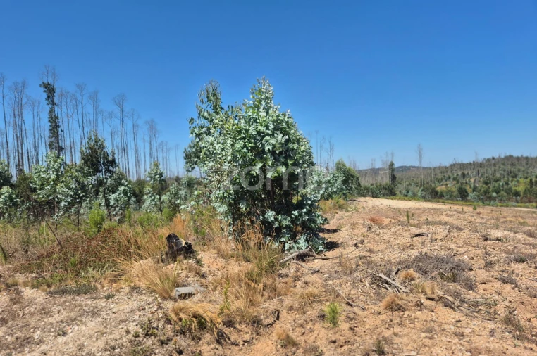 Terreno para Venda em Caranguejeira Foto 5