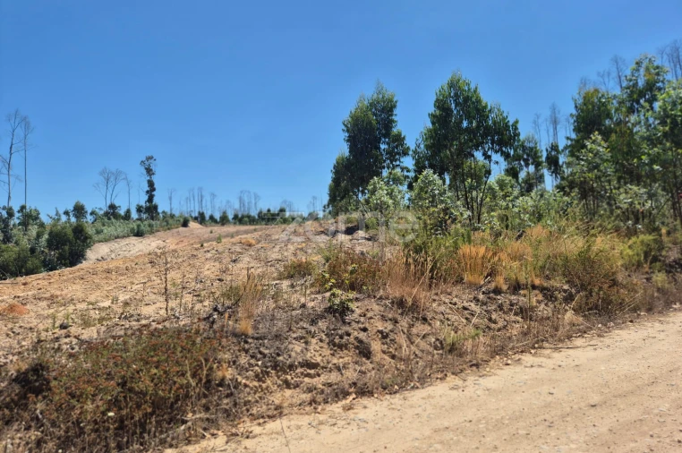 Terreno para Venda em Caranguejeira Foto 14