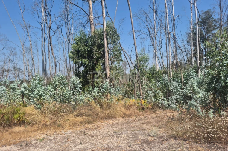 Terreno para Venda em Caranguejeira Foto 17