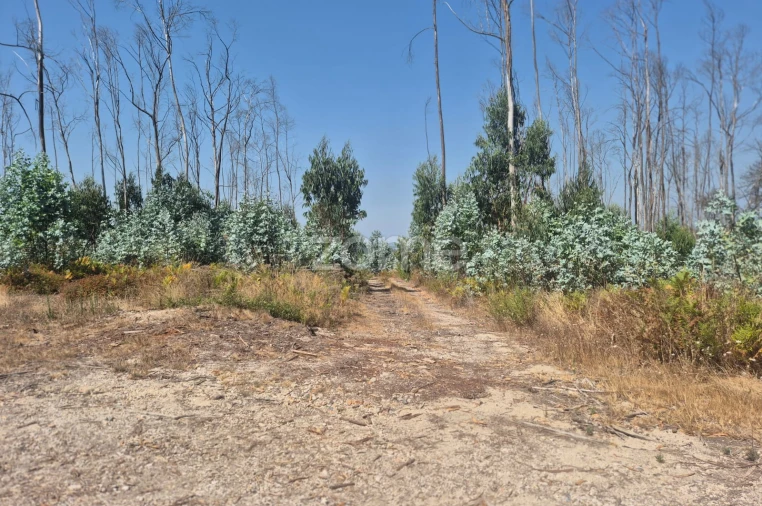 Terreno para Venda em Caranguejeira Foto 18
