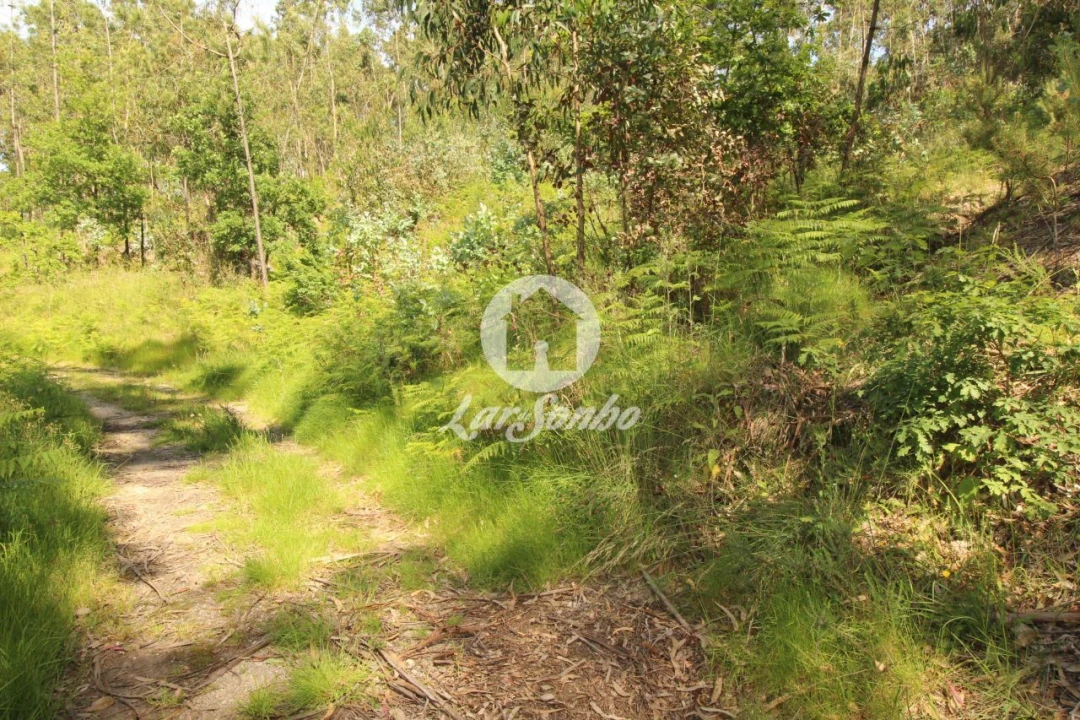Terreno Agricola ou Rústico para Venda em Arões (São Romão) Foto 5