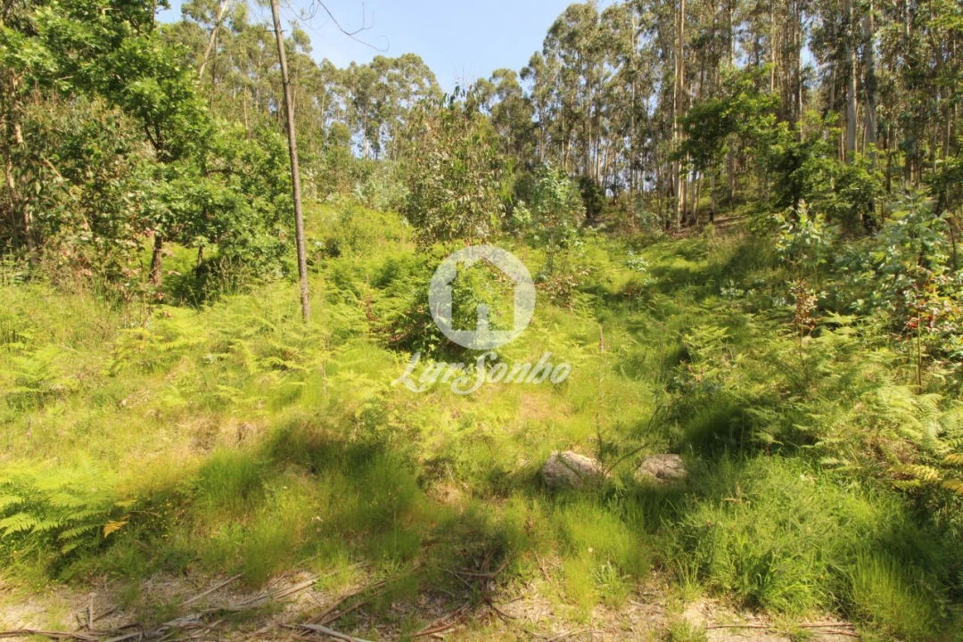 Terreno Agricola ou Rústico para Venda em Arões (São Romão) Foto 9