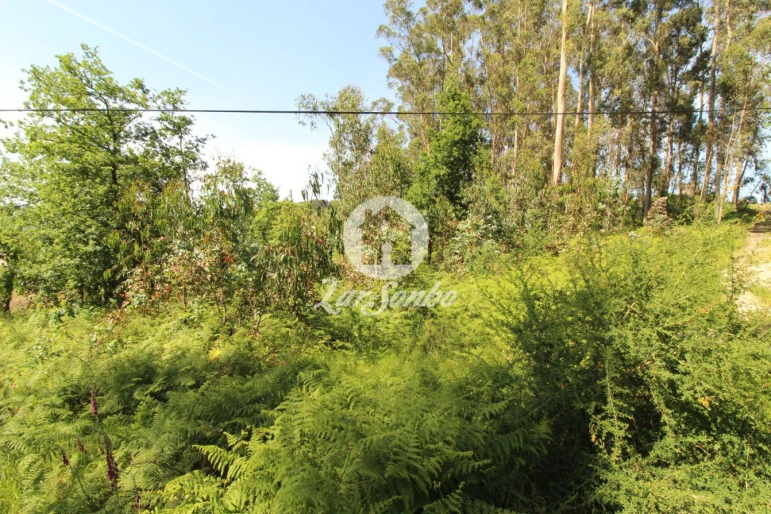 Terreno Agricola ou Rústico para Venda em Arões (São Romão) Foto 8