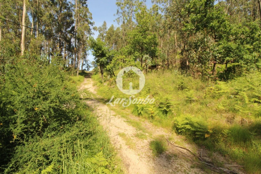 Terreno Agricola ou Rústico para Venda em Arões (São Romão) Foto 11