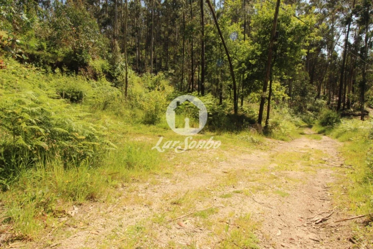 Terreno Agricola ou Rústico para Venda em Arões (São Romão) Foto 3