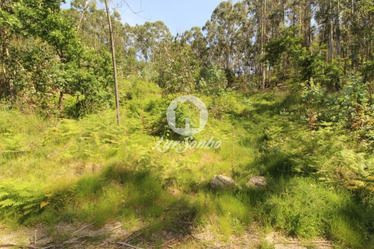 Terreno Agricola ou Rústico para Venda em Arões (São Romão) Foto 9