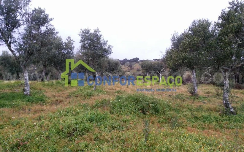 Terreno para Venda em Escalos de Baixo e Mata Foto 2