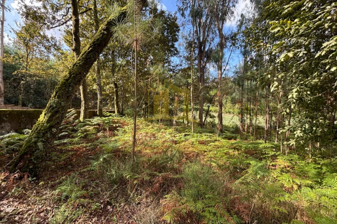 Terreno Agricola ou Rústico para Venda em Verim, Friande e Ajude Foto 4