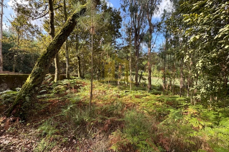 Terreno Agricola ou Rústico para Venda em Verim, Friande e Ajude Foto 4