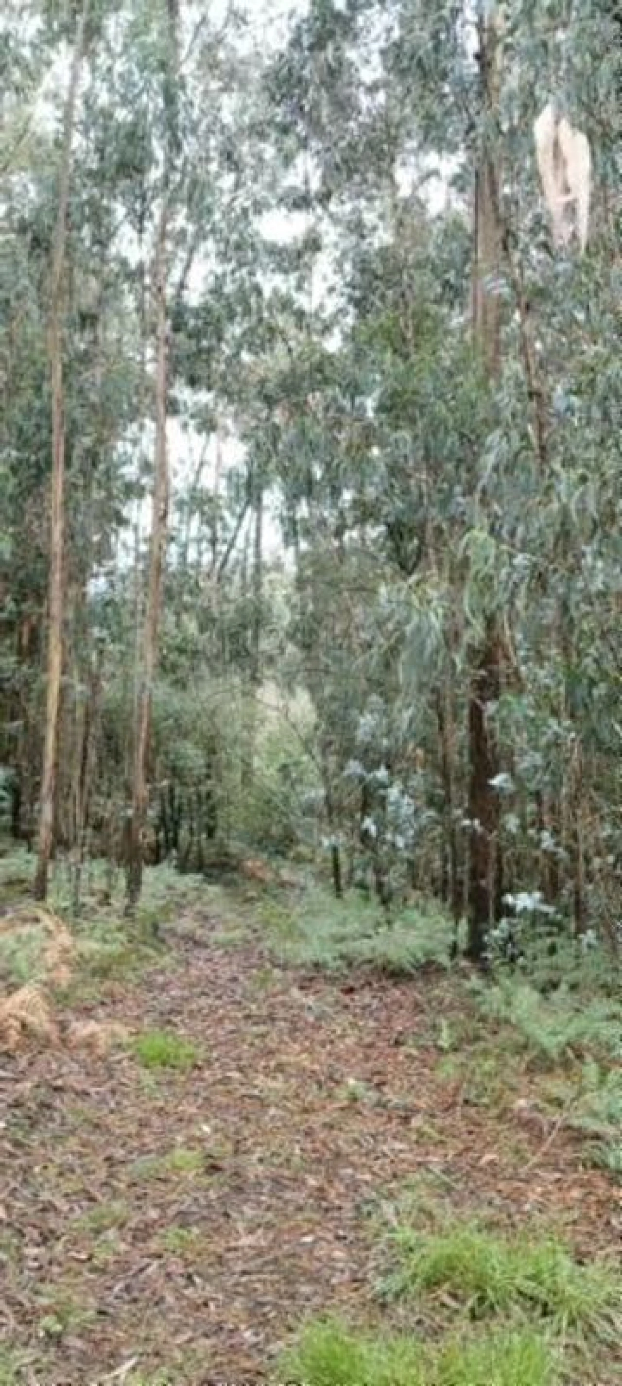 Terreno para Venda em Argoncilhe Foto 2