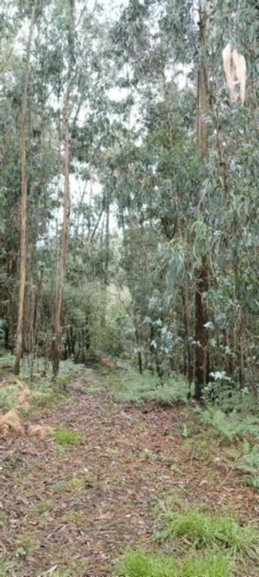 Terreno para Venda em Argoncilhe Foto 2