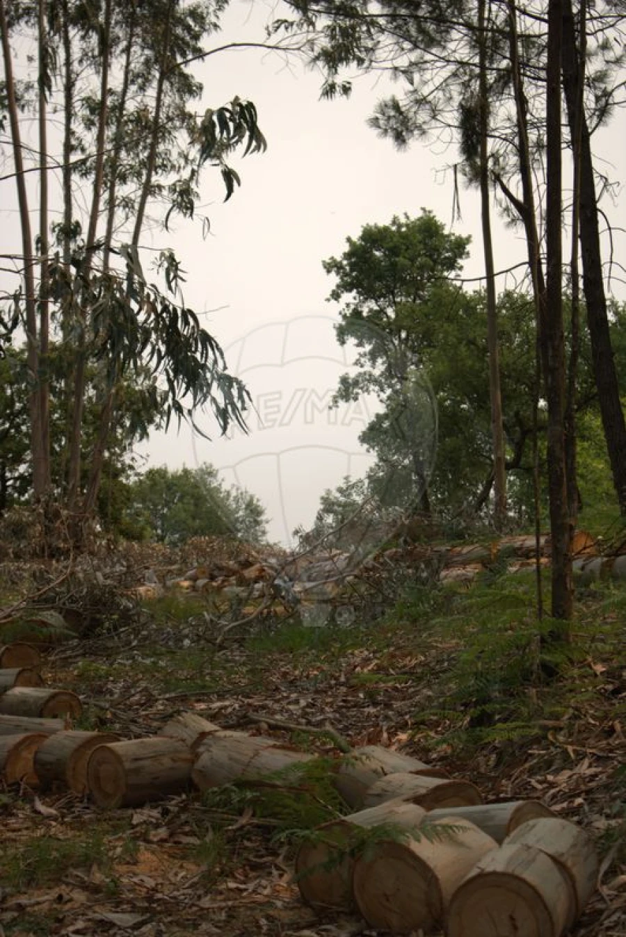 Terreno para Venda em Argoncilhe Foto 10