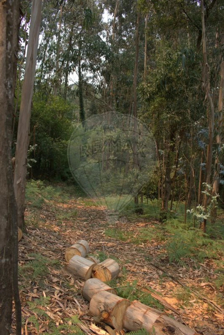 Terreno para Venda em Argoncilhe Foto 9