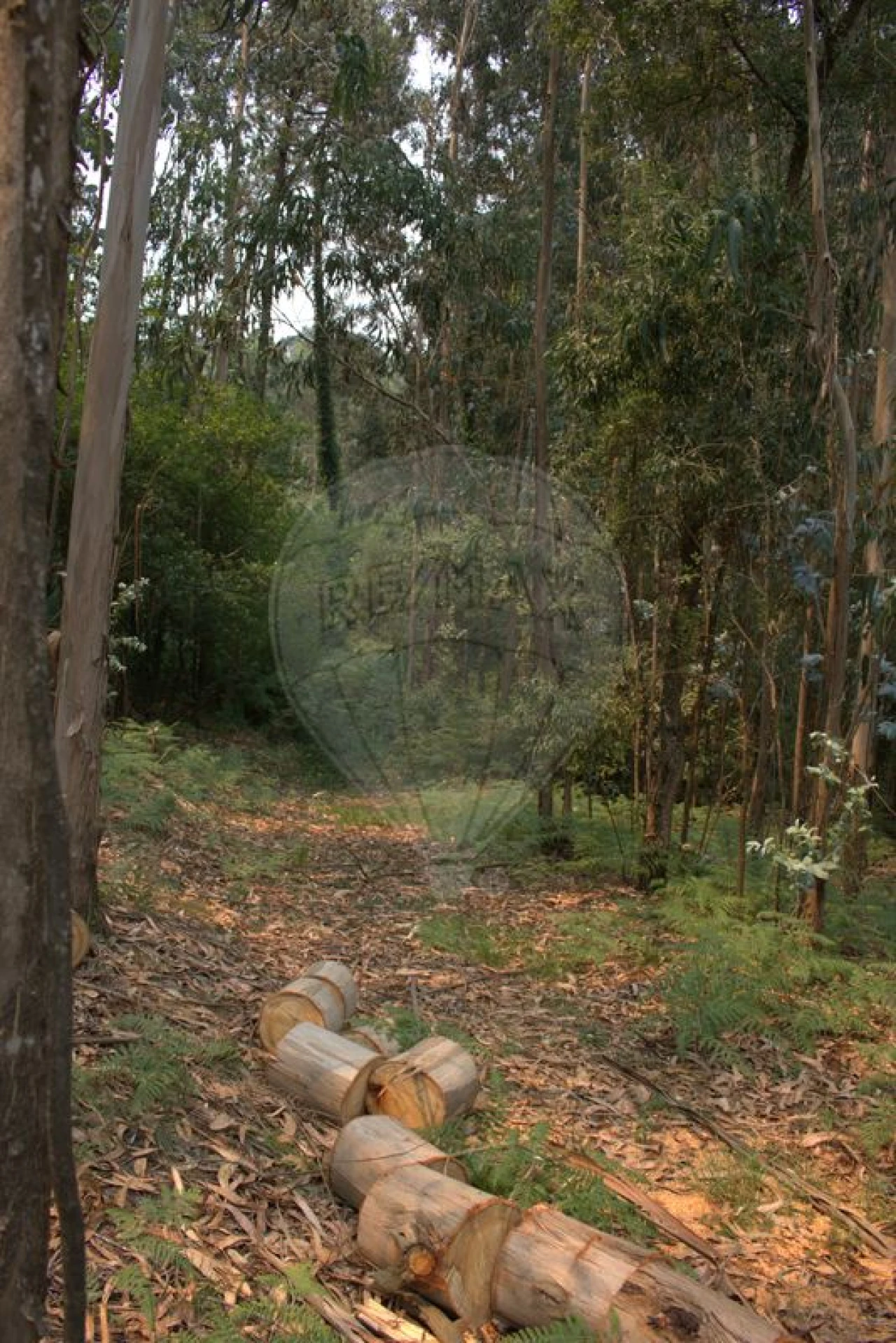 Terreno para Venda em Argoncilhe Foto 9