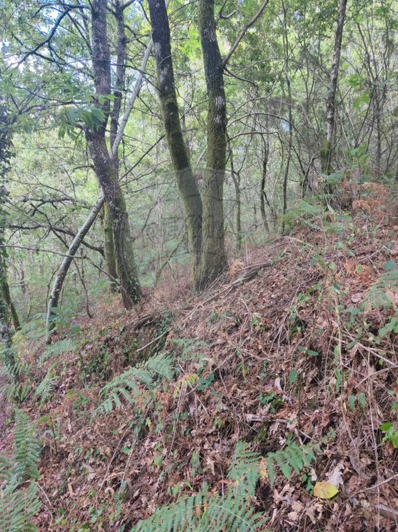 Terreno para Venda em Eira Vedra Foto 5
