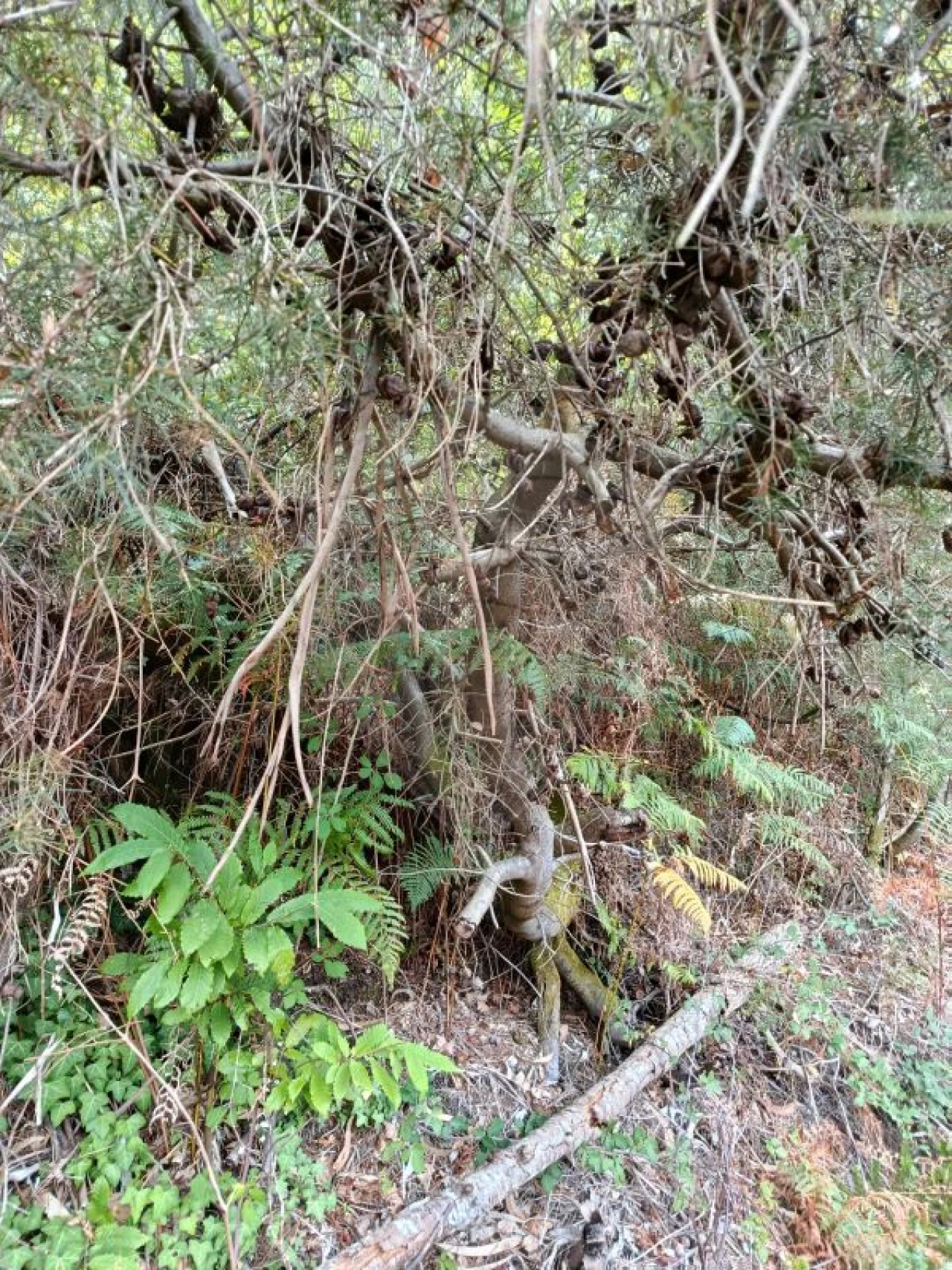 Terreno para Venda em Eira Vedra Foto 1