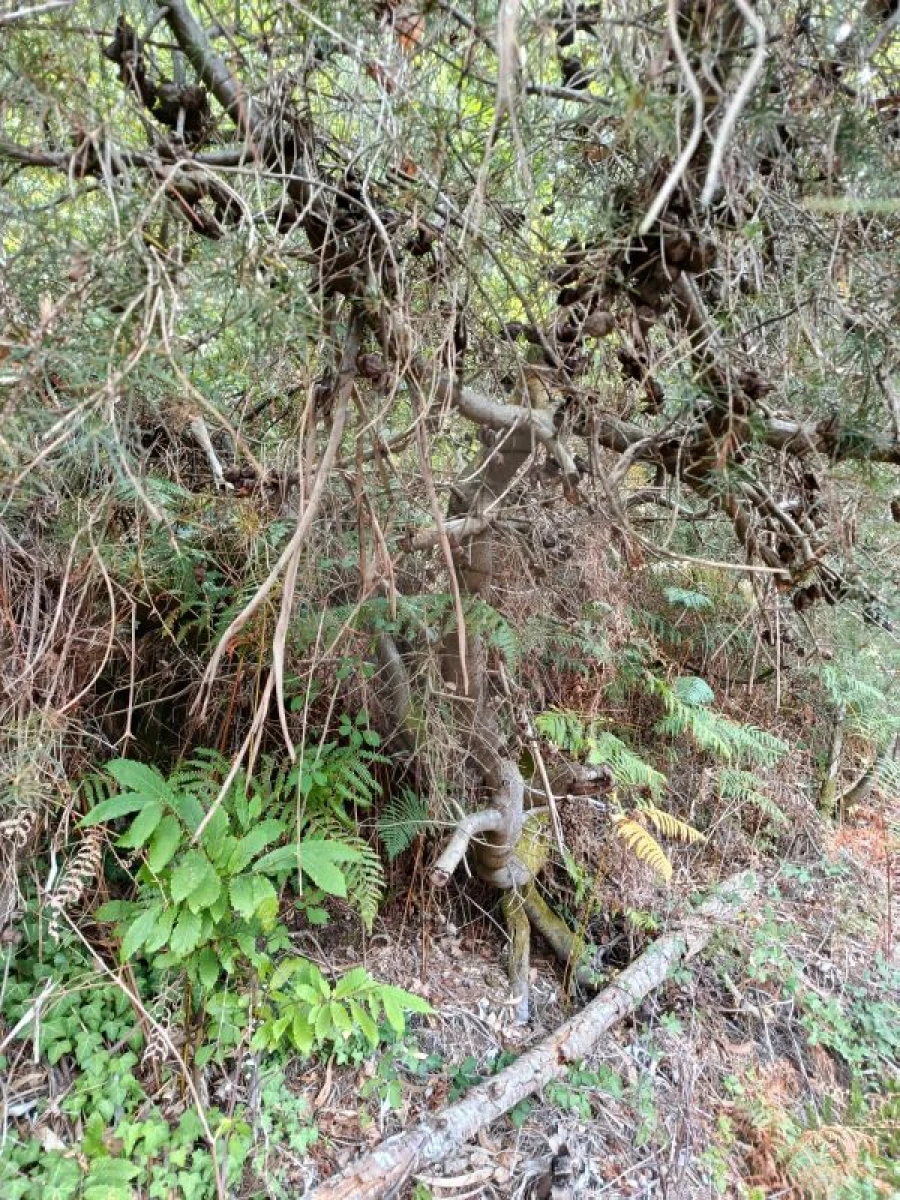 Terreno para Venda em Eira Vedra