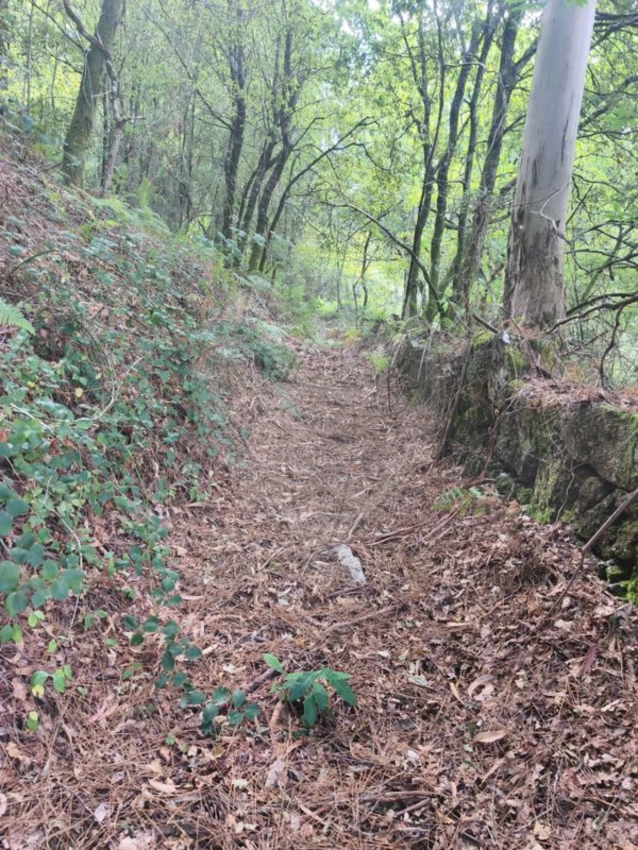 Terreno para Venda em Eira Vedra Foto 4
